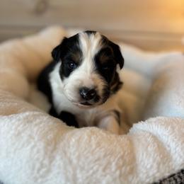 Bumble - Black tri-color male Australian Shepherd puppy in Morrow, Ohio from OakHaven Acres Aussies