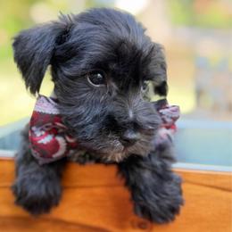 AKC Black male - Black male Miniature Schnauzer puppy in Temple, Texas from Schnauzers Of Taylor