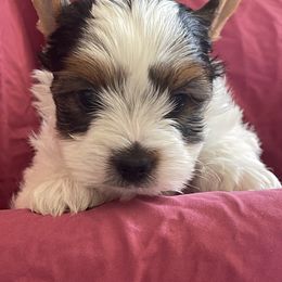 Biewer Terrier Puppies from Frantastic Biewers