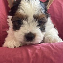 Biewer Terrier Puppies from Frantastic Biewers