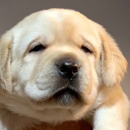 Labrador Retrievers from Dublin’s Classic Labradors