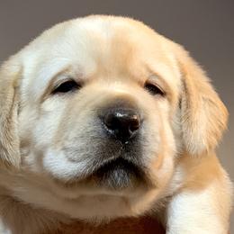 Labrador Retrievers from Dublin’s Classic Labradors