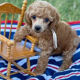 Freedom - Red  female Poodle puppy in Ardmore, Oklahoma from The Poodles of Green Acres