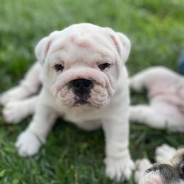 Bulldog Puppies from Winehaus Bulldogs