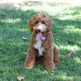 Gabby - Australian Labradoodle