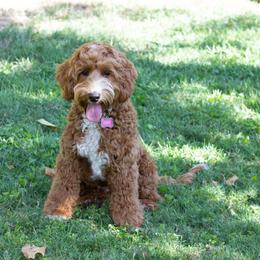 Gabby - Australian Labradoodle