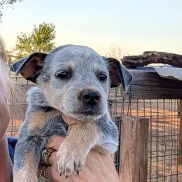 Girl 3 - Blue mottled female Australian Cattle Dog puppy in Choctaw, Oklahoma from Karen Elliott
