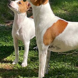 Rat Terrier All Grown Up from Battle Born Terriers