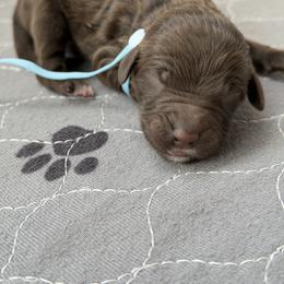Baby blue collar - Chocolate male Labradoodle puppy in Manor, Texas from The Lovadoodles of Texas