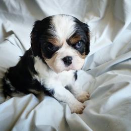 Bruno - Tri-color male Cavalier King Charles Spaniel puppy in Salisbury, North Carolina from Nanny Bugs Pups