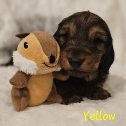 Girl 4 - female Dachshund puppy in Foresthill, Virginia from LaBrosa Kennels