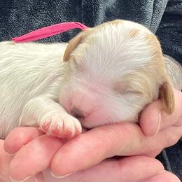 Pink Male - Parti male Goldendoodle puppy in Great Falls, Montana from Montana Goldendoodles