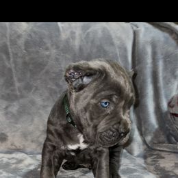 Biewer Terrier, Cane Corso, and Yorkshire Terrier Puppies from Exotic Yorkie Imports & Cessna Cane Corso