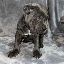 Biewer Terrier, Cane Corso, and Yorkshire Terrier Puppies from Exotic Yorkie Imports & Cessna Cane Corso