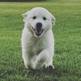 Golden Retriever Puppies from Davidson's Goldens