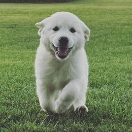 Golden Retriever Puppies from Davidson's Goldens