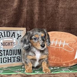 Dolly - Dapple female Dachshund puppy in Purvis, Mississippi from Sweet T’s Southern Doxies