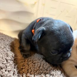 Rupert - Brindle and white male French Bulldog puppy in Neenah, Wisconsin from Mimosa Acres French Bulldogs LLC