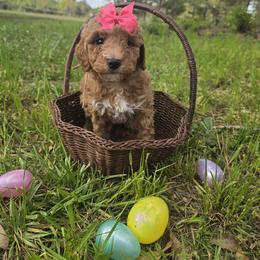 Sweetie - Red  female Goldendoodle puppy in Augusta, Georgia from Ivey's Poodles & Doodles