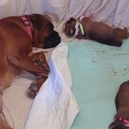 Boxer Puppies from HeartNSoul Boxers