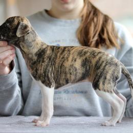 Silvermist - Fawn brindle female Whippet puppy in Robesonia, Pennsylvania from Rogue Mountain Manor