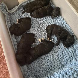Poodle Puppies from Toy Poodle Love