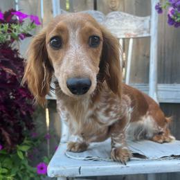 Malibu - Dachshund
