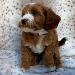 Red - Red  female Goldendoodle puppy in Gilbert, Arizona from Bushman Doodles