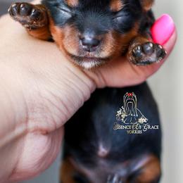Yorkshire Terrier Puppies from Essence of Grace Yorkies