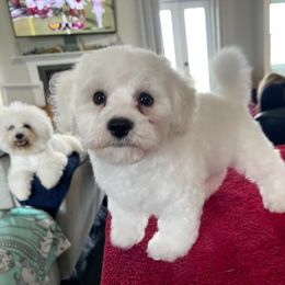 Bichon Frise Puppies from Blooming Bichons