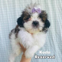 Koda - Black and white female Shih Tzu puppy in Jasper, Georgia from Tiny Bubbles Shih Tzus