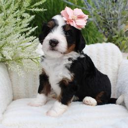 London - Tri-color female Bernedoodle puppy in Perrysville, Ohio from Pleasant Valley Bernedoodles
