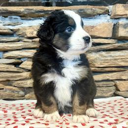 Sirius - Black tri-color male Australian Shepherd puppy in Red Springs, North Carolina from Julia Rose Ranch