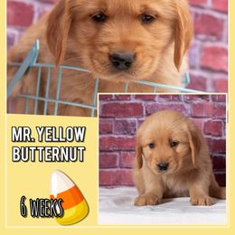 Butternut - Dark golden male Golden Retriever puppy in Driggs, Idaho from SK Golden Retrievers