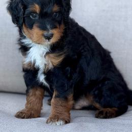 Cruz - male Australian Mountain Doodle puppy in Decatur, Illinois from Signature Doodles