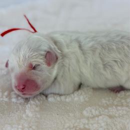 Gather - Red Collar - White male Great Pyrenees puppy in San Marcos, California from Faith Family Freedom Farm