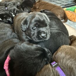 Labrador Retriever Puppies from Hillstone Labradors