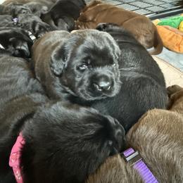 Labrador Retriever Puppies from Hillstone Labradors