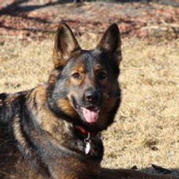 Kona - German Shepherd