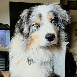 BJ - Australian Shepherd