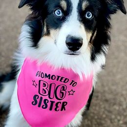 Miniature Australian Shepherds from Wheeler's Wiggle Bottoms