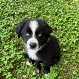 Arrow - Black & white male Australian Shepherd puppy in Newton, Mississippi from Bright Star Aussies