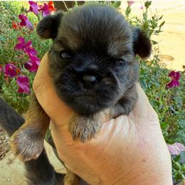 Gunnar  (green) - Red male Brussels Griffon puppy in Brooks, Georgia from Brooks Berner Bears & Brussels Griffons