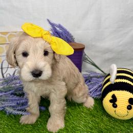 Coral - Wheaten female Miniature Schnauzer puppy in Huntington, Utah from Schnauzers on Robinson Lane