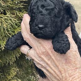 Ava - Black female Poodle puppy in Hartselle, Alabama from Phare Poodles