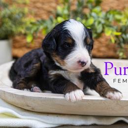 Purple - Tri-color female Bernedoodle puppy in Alpharetta, Georgia from Doodles of Buckhead