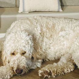 Goldendoodles from Doodle Kisses