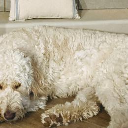 Goldendoodles from Doodle Kisses