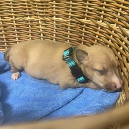 Trixie - Red fawn female Italian Greyhound puppy in Lancaster, Missouri from White Stone Ranch
