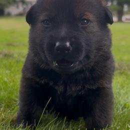 Vendetta - Sable female German Shepherd puppy in Salem, Ohio from von den Kilöff Working German Shepherds